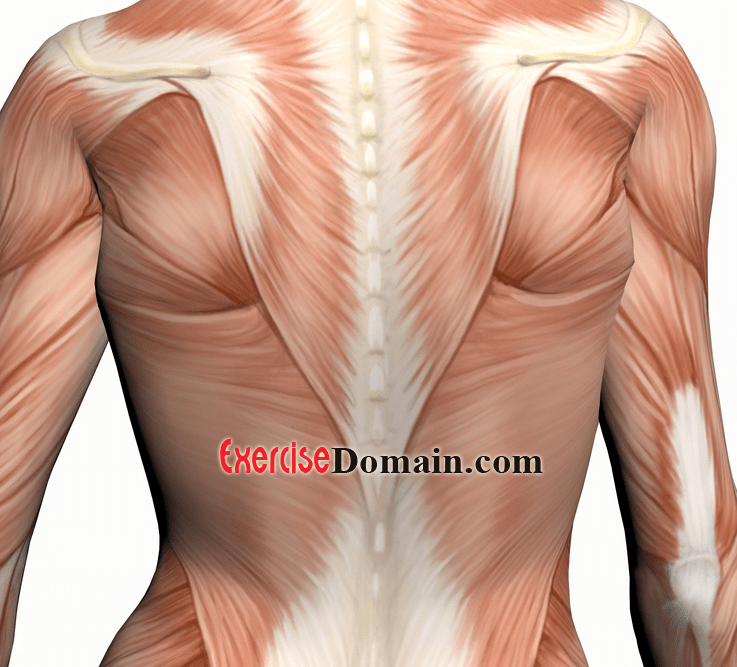 Back Exercises