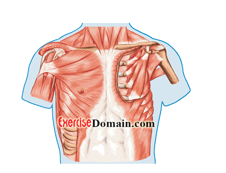 pectoralis minor