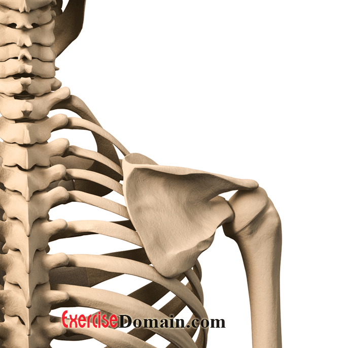Muscles Attached to Scapula