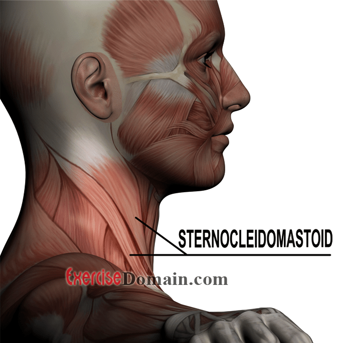 Sternocleidomastoid Muscle