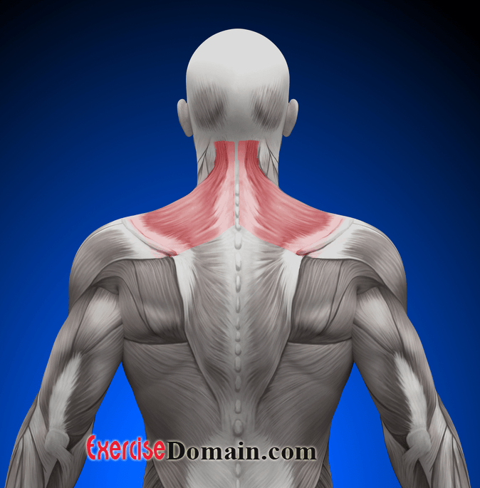 upper Trapezius