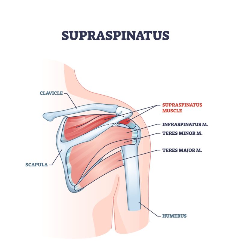 Supraspinatus muscle and human shoulder skeletal physiology outline diagram