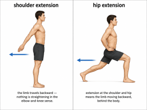 Extension Definition: Why "Straightening" Isn't the Full Story
